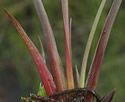 [photo of leaves]