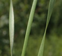 [photo of twisted leaves]