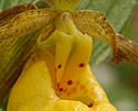 [photo of flower]