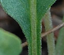 [photo of leaves]