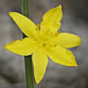 [photo of Yellow Star-grass]