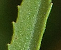 [photo of leaves]