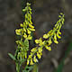 [photo of Yellow Sweet-clover]