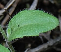 [photo of leaves]